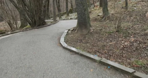 Tilt - Calm lonely forest with a paved path Stock Footage 175629329