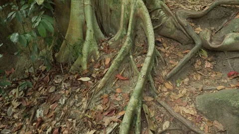 Tilt up camera movement alongside tropical tree roots. Thailand. Stock Footage 332688397