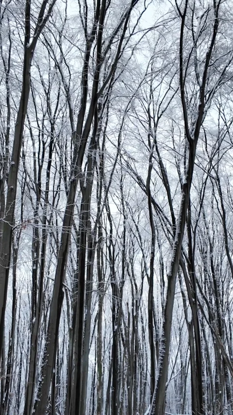 Tilt Up Camera Movement In Snowy Winter Forest To Tree Canopy Stock Footage 329559407