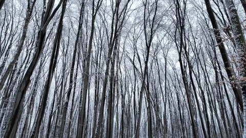 Tilt Up Camera Movement In Snowy Winter Forest To Tree Canopy Stock Footage 330049324