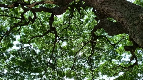 Tilt up camera like point of view looking up sunlight through a tall tree Stock Footage 198809827
