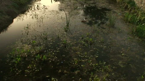Tilt up of canal / stream Stock Footage 286711