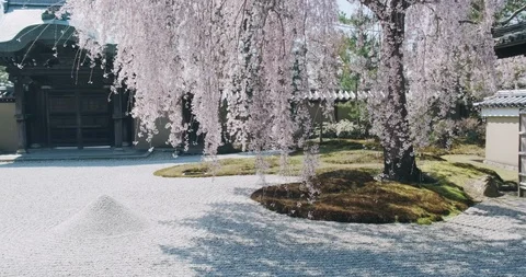 Tilt up: Cherry blossom view point, zen garden, meditative shot, Kyoto, Japan Stock Footage 106734010
