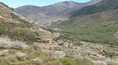 Tilt up from cherry tree plantations to higher valley Stock Footage 49652282