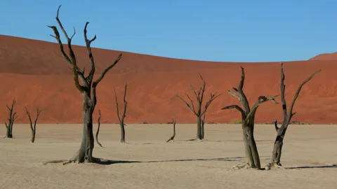 Tilt up clip of a group of dead tree trunks and sand dunes at deadvlei Stock Footage 316795814