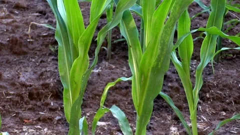 Tilt: Close up of corn plants growing in a field, plants moving in the wind Stock Footage 76807437