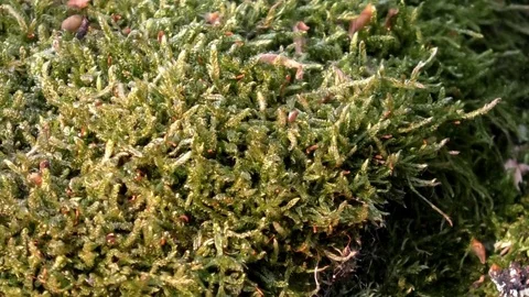 Tilt: Close up of moss growing wild in a forest Video stock 76778374