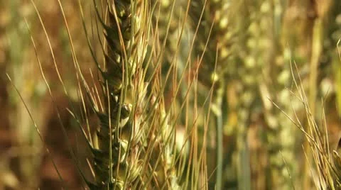 Tilt &amp; Close up over a wheat leaf Stock Footage 20513005