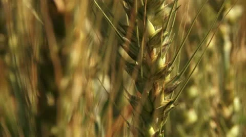 Tilt &amp; Close up over a wheat leaf Stock Footage 20513034
