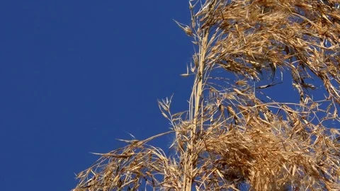Tilt: Close up of a reed moving in the wind, clear blue sky, vibrant colors Stock Footage 76799289