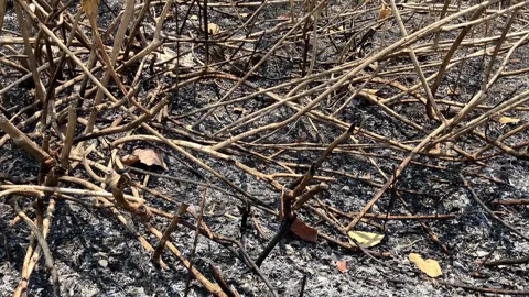 Tilt Up Close View Of Dry Branches On Scorched Black Ash Ground After A Wild 스톡 동영상 346598804