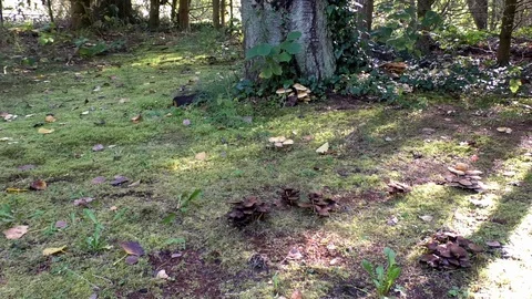 Tilt: Clusters of different mushrooms growing on a lawn and tree stump, ivy Stock Footage 118270630