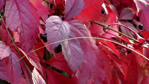 Tilt: Common grape vine (vitis vinifera) with red leaves in autumn Stock Footage 81176133
