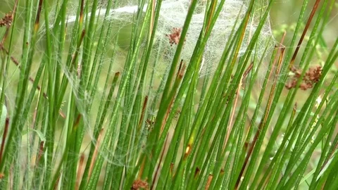 Tilt: Complex structures of spiderwebs on green plants, silk strings of cobwebs Stock Footage 79606971