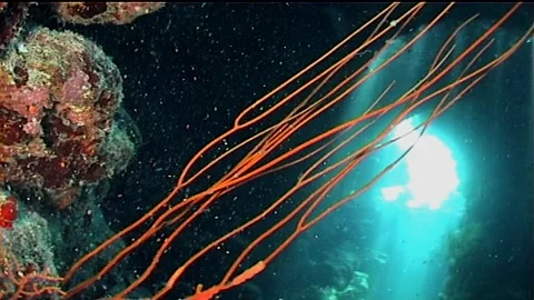Tilt Up Of Corals In The Cave Stock Footage 292854245