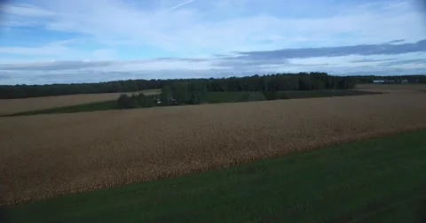 Tilt up to Cornfield Aerial Stock Footage 56246353
