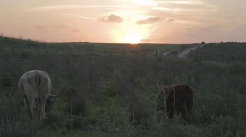Tilt up to cows and sunset Stock Footage 43861114