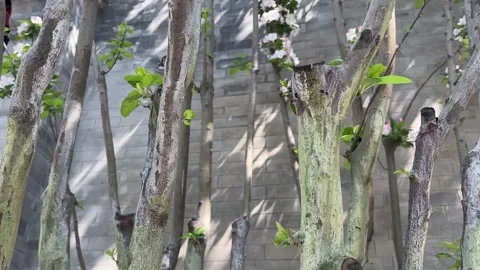 Tilt Up of Crabapple Tree Trunk with New Sprouts, Shadows on Grey Brick House Vídeos de archivo 332117322