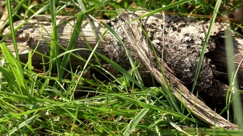 Tilt: Cricket peeking around a tree bark, looking down to another cricket Stock Footage 79599071