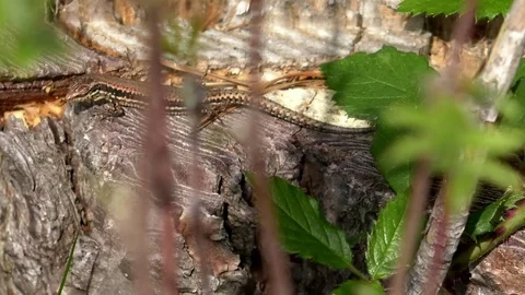 Tilt: Cute common wall lizard (podarcis muralis) on the edge of a tree stump Stock Footage 79830726