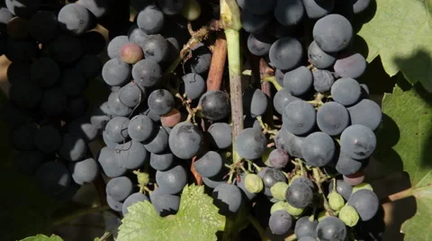 Tilt up of dark blue and red grapes in harvest from grapevine in vineyard Stock Footage 42189008