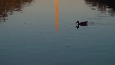 Tilt of DC Washington Monument with reflection, 4K Vídeos de archivo 71357174