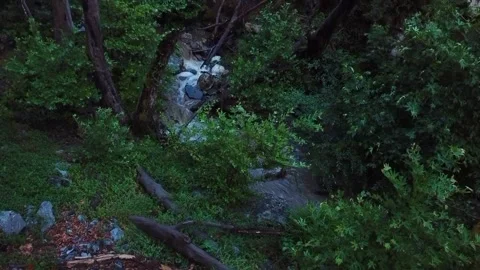 Tilt of dead plane trees affected by a fungus at Taygetos mountain in Greece Stock Footage 134576398