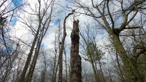 Tilt up of a dead tree in a forest in rural Georgia during the Winter Stock-Footage 149085689