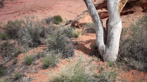 Tilt up of dead tree to red rock formations with blue sky and white clouds Stock Footage 41453540