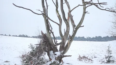 Tilt up of dead tree in snow covered natural park Vídeos de archivo 101685372