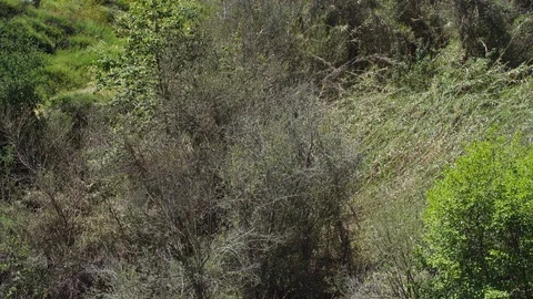 Tilt Up From Dead Trees to Dark Green Bush In Field of Yellow Flowers Stock Footage 107263057