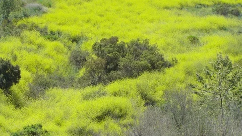 Tilt Up From Dead Trees to Dark Green Bush In Field of Yellow Flowers Stock Footage 107290610