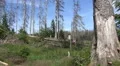 Tilt up dead trees tree tops sky Harz forest HD Footage