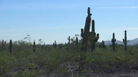 Tilt up to Desert Cacti Stock Footage 65428800