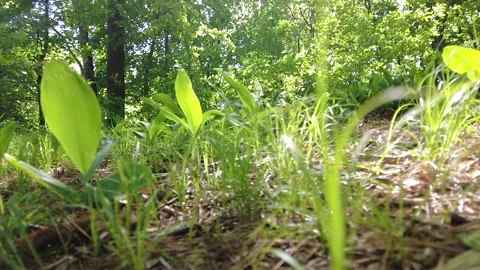 TILT UP DIRT FLOOR 스톡 동영상 194934553