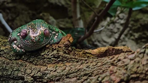 Tilt dow on a tree frog Stock Footage 253058080