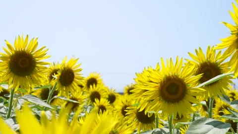 Tilt down 4K slow motion video of sunflower field swaying in the wind. Stock Footage 270344125