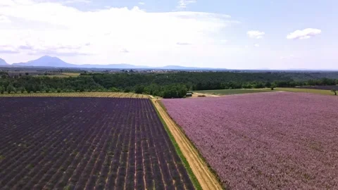 Tilt down 4k video aerial lavender and sage in valensole in provence Stock Footage 161990761