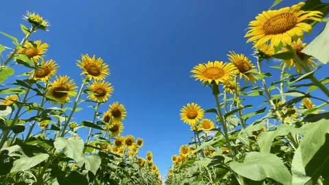 Tilt down 4K video of sunflower field swaying in the wind. Video stock 273535677