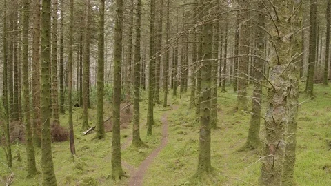 Tilt Down Aerial Drone Shot Of Biker Cycling In Woodland Stock Footage 79656167