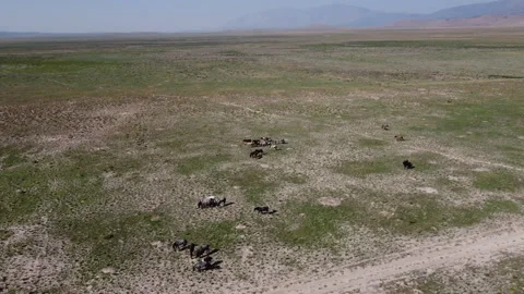 Tilt-down aerial view of group of wild horses galloping in Utah Stock Footage 276422476