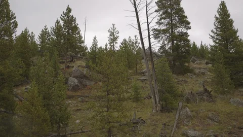 Tilt Down From Alpine Trees to Hot Spring Yellowstone National Park Stock-Footage 122224216