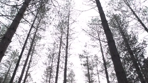 Tilt down amongst  pine trees in the New Forest Video stock 68919672