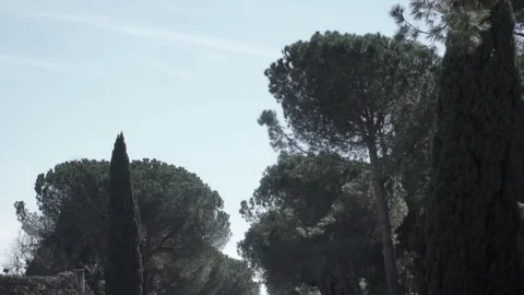 Tilt Down, on the ancient road of Via Appia Antica in Rome Stock Footage 73984808