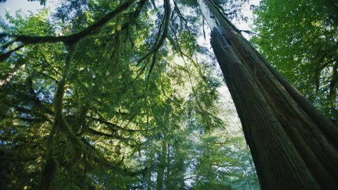 Tilt down from ancient tree to hiking path - Salmon River Trail Oregon Stock Footage 232441041