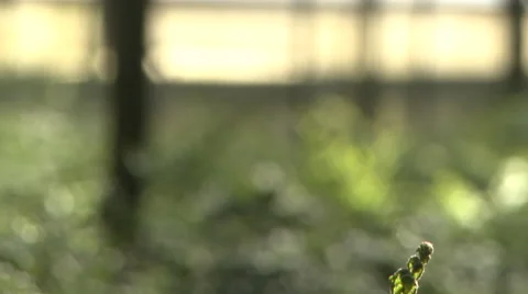 Tilt down and pan of growing fern. Stock Footage 59703331