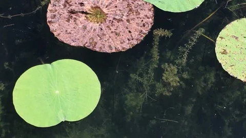 Tilt Down and Pan View of Lotus Pond and Shichahai Lake Stock Footage 345470732