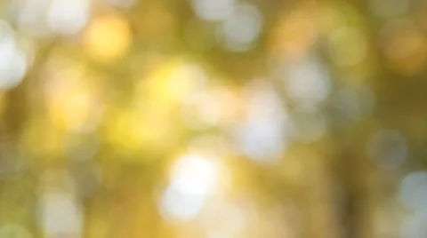 Tilt down and up with rack focus on a sunny autumn country road. Video stock 68929673