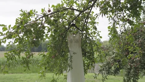 Tilt Down from Apple Tree to Wedding Dress Stock Footage 262871265