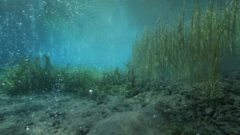 Tilt down from aquatic plants in ascending bubbles pond to bubbling sand,Italy Stock Footage 127139233